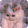 猫爪工具箱app v1.1.7安卓版