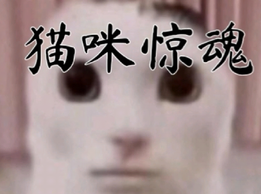 猫咪惊魂游戏