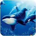 虎鲸模拟器下载(The Killer Whale) v1.0.9 安卓版